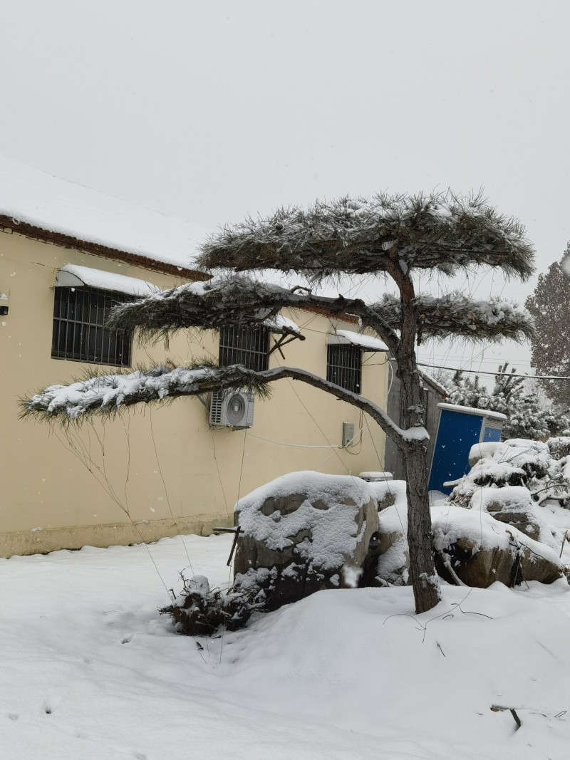 山东泰安造型松