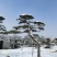 山东泰安造型松