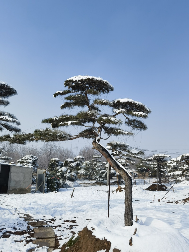 山东泰安造型松