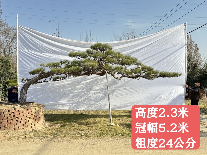 山东泰安造型松