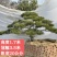 山东泰安造型松
