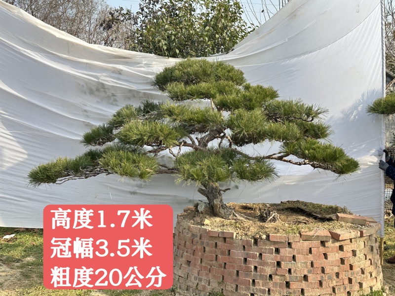 山东泰安造型松