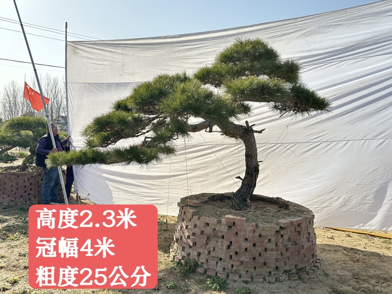 山东泰安造型松