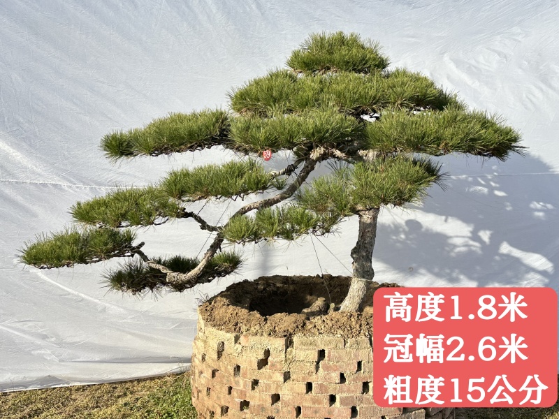 山东泰安造型松