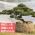 山东泰安造型松