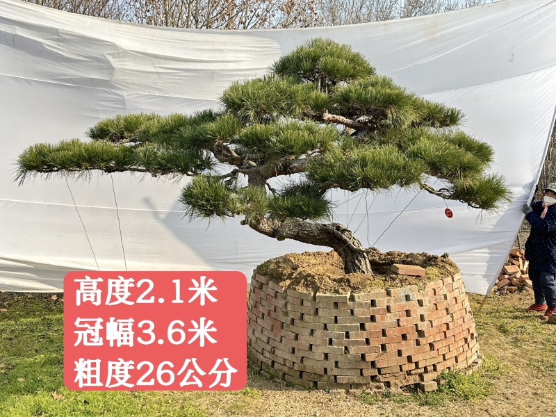 山东泰安造型松
