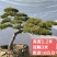 山东泰安造型松