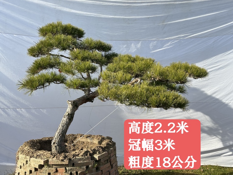 山东泰安造型松