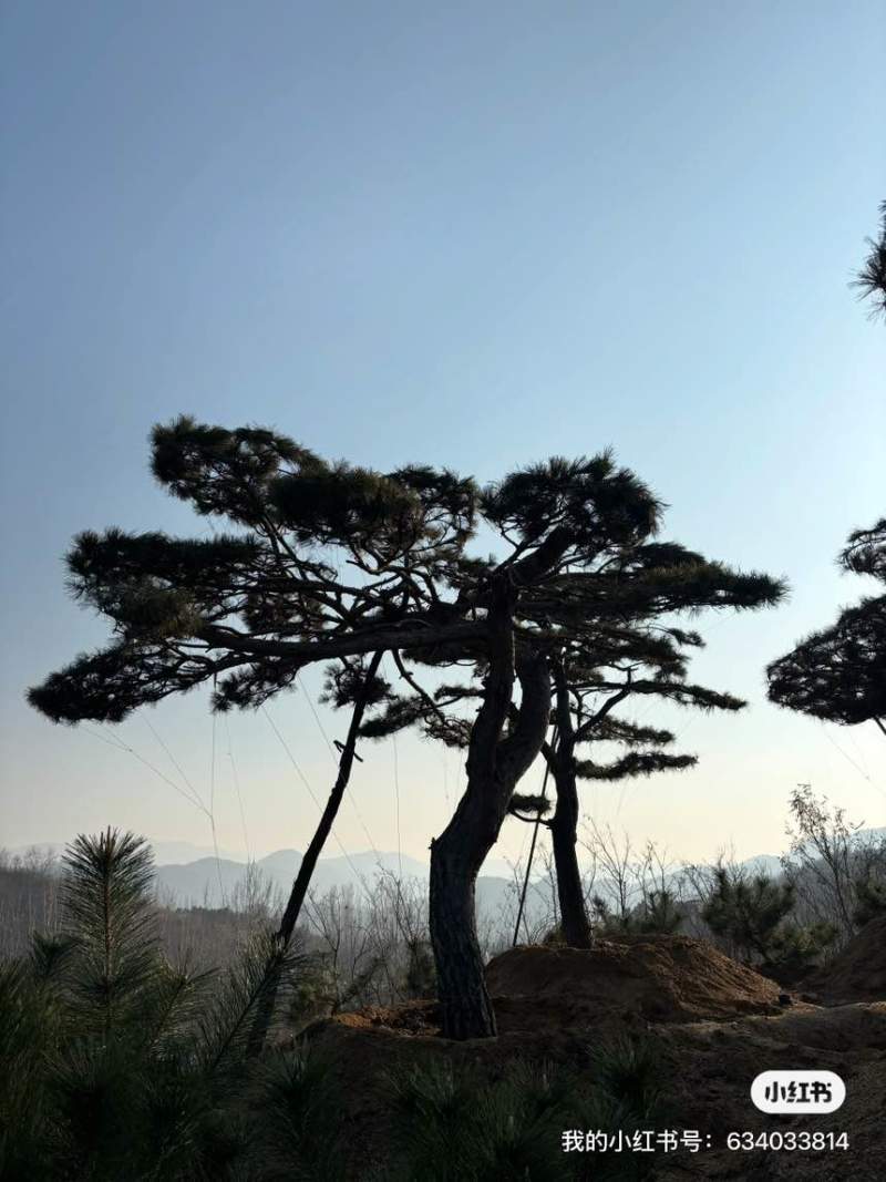 造型松树迎客松黑松油松赤松