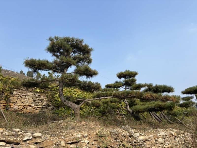 造型松树迎客松黑松油松赤松