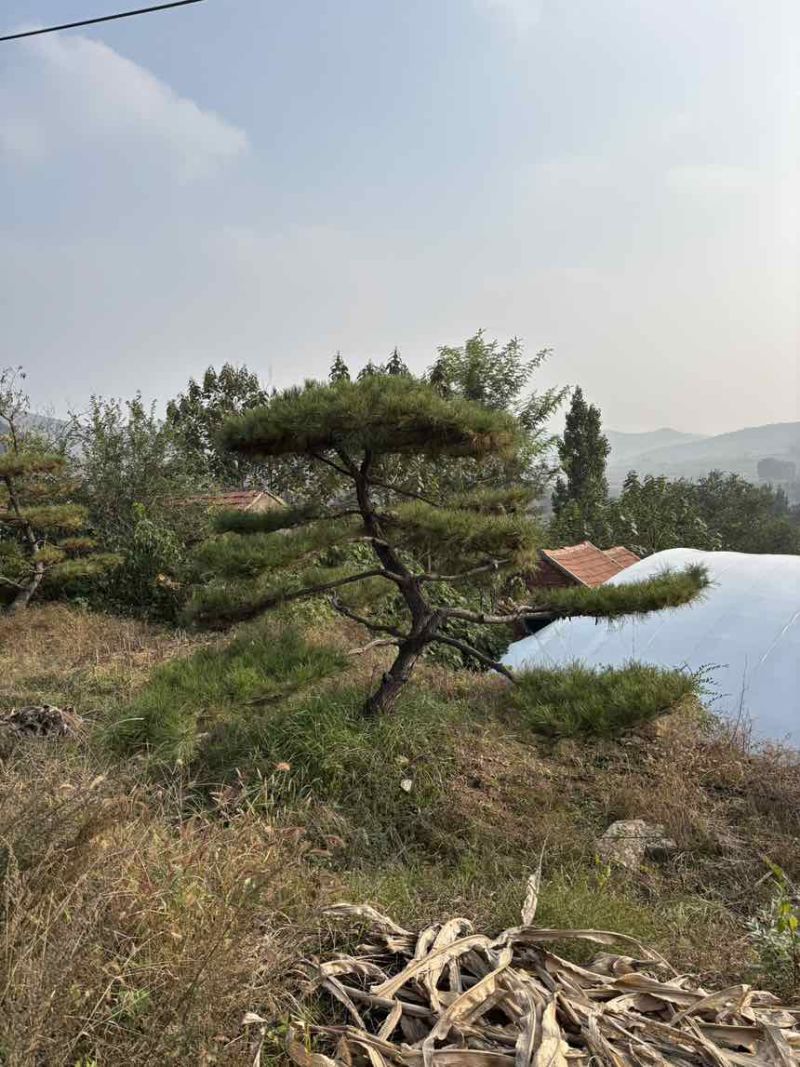 造型松树迎客松黑松油松赤松
