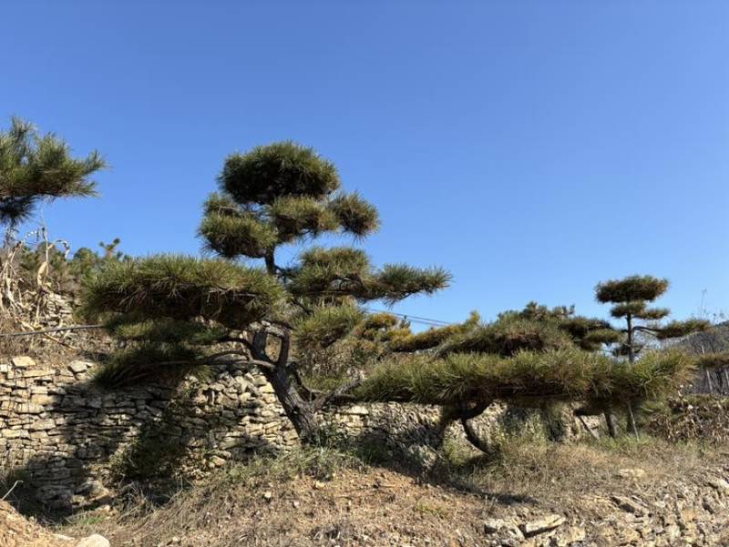 造型松树迎客松黑松油松赤松