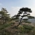 造型松树迎客松黑松油松赤松