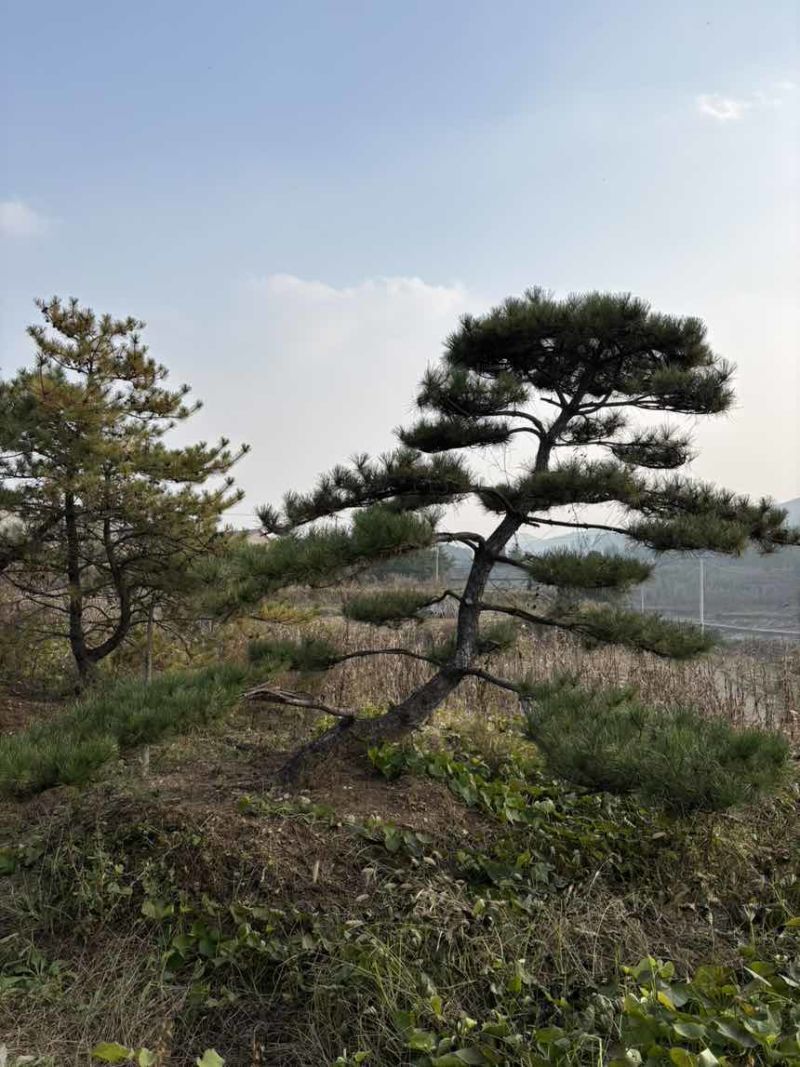 造型松树迎客松黑松油松赤松