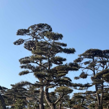 造型松树迎客松黑松油松赤松
