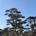 造型松树迎客松黑松油松赤松