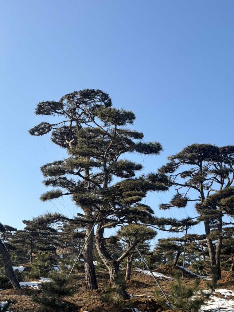 造型松树迎客松黑松油松赤松