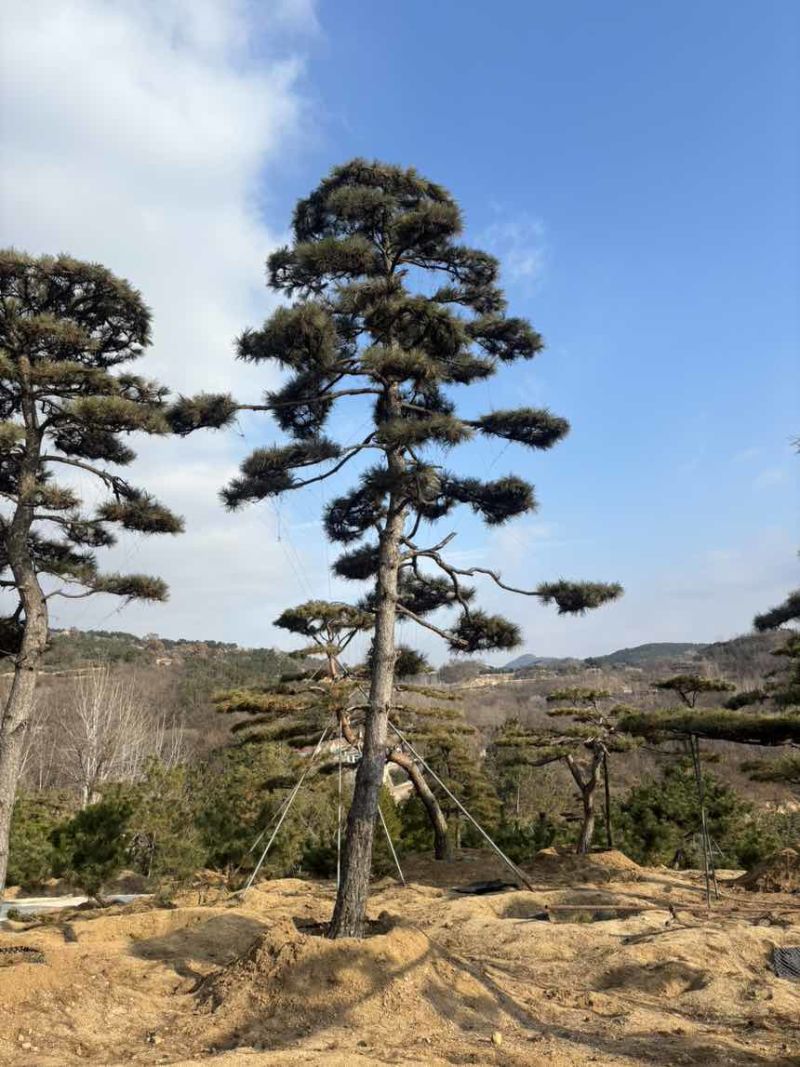 造型松树迎客松黑松油松赤松