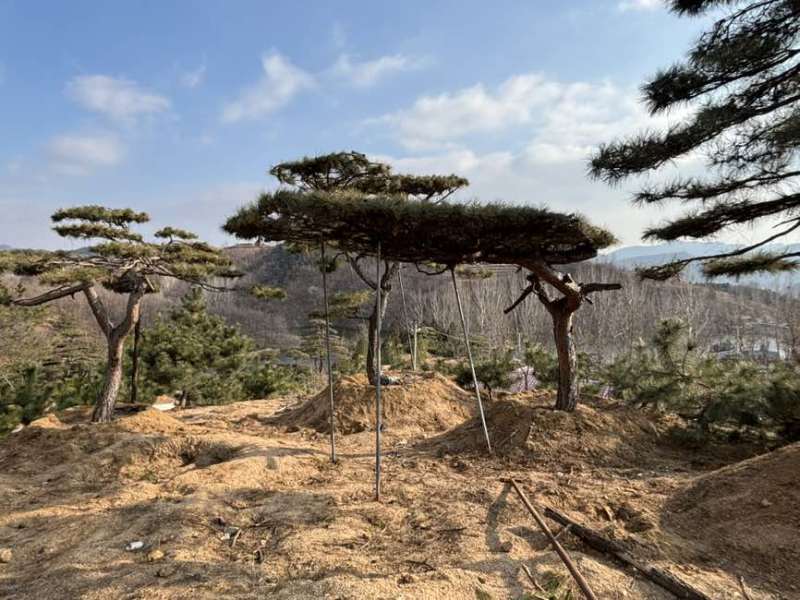 造型松树迎客松黑松油松赤松