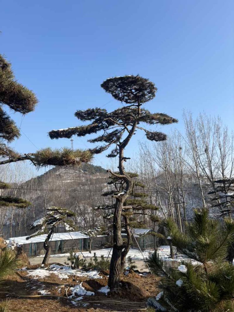 造型松树迎客松黑松油松赤松