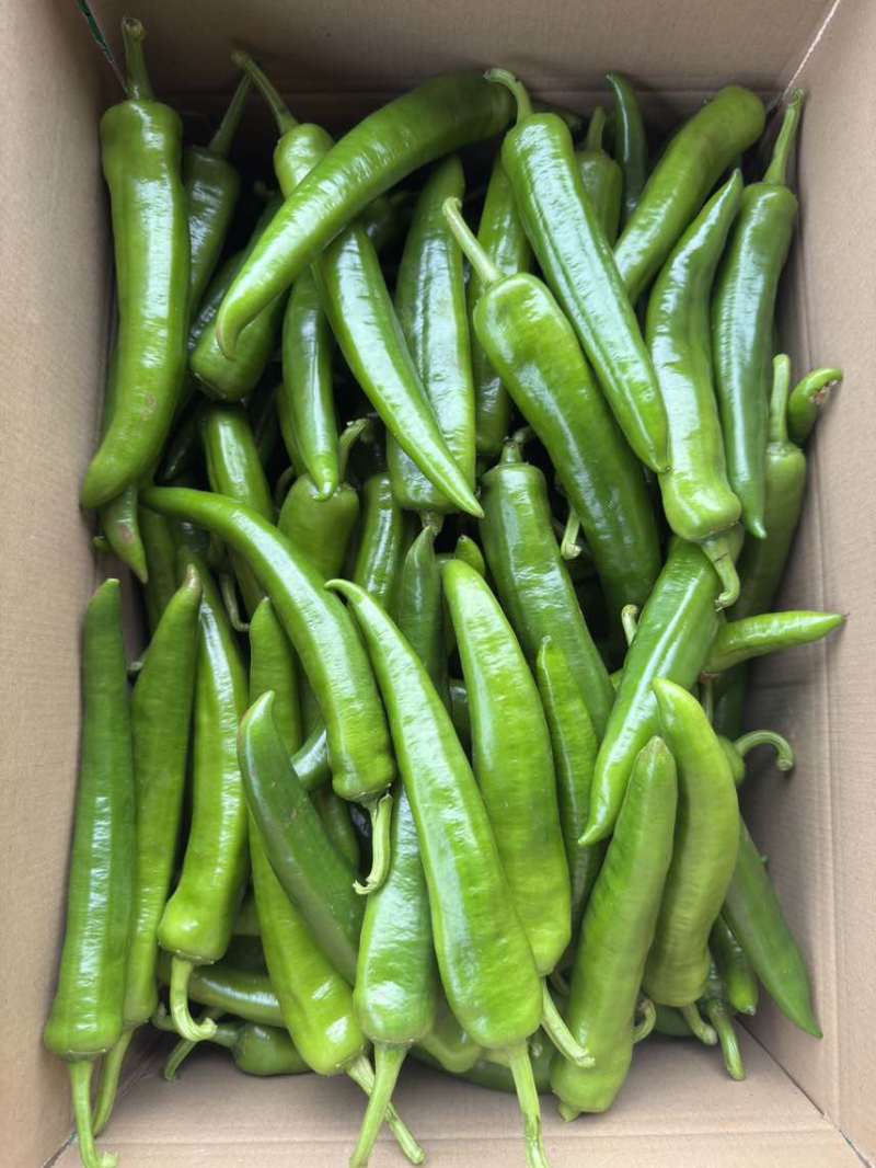 產地青皮尖椒、羊角椒、青辣椒，大量供应，欢迎来电咨询！