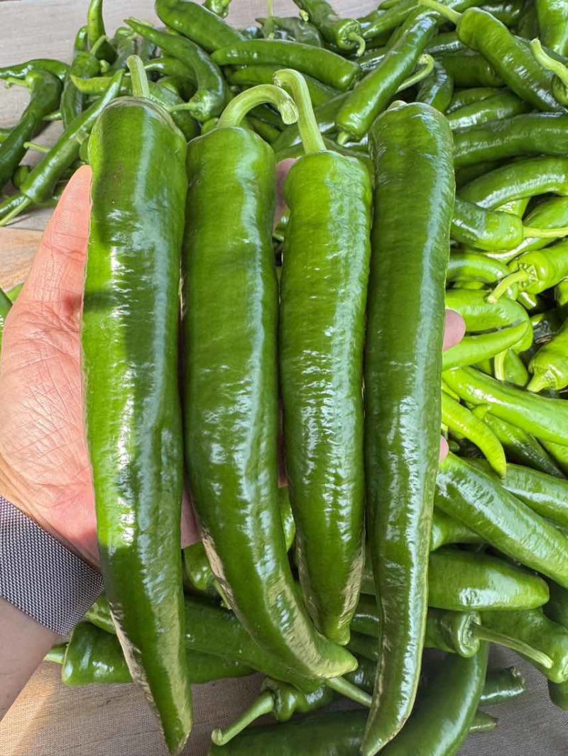 產地青皮尖椒、羊角椒、青辣椒，大量供应，欢迎来电咨询！