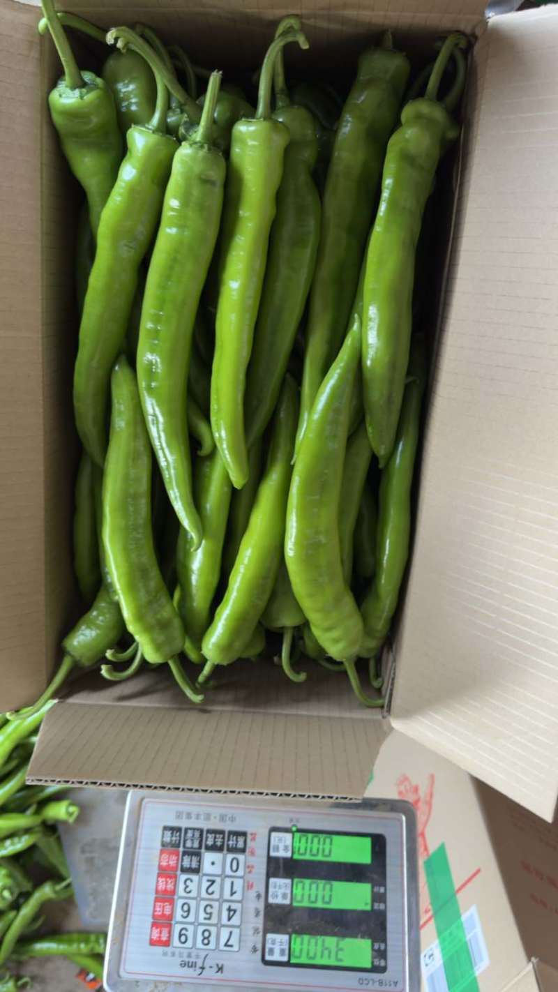 產地黄皮尖椒、牛角尖椒，大量供应，欢迎来电咨询！
