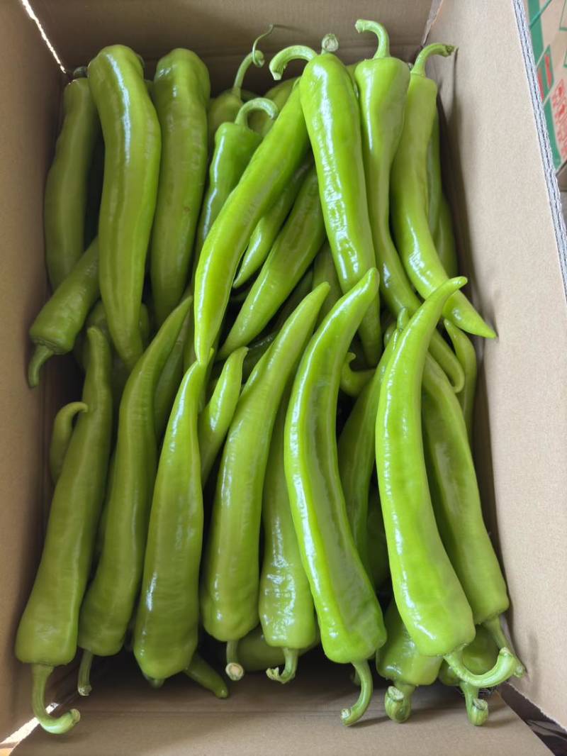 產地黄皮尖椒、牛角尖椒，大量供应，欢迎来电咨询！