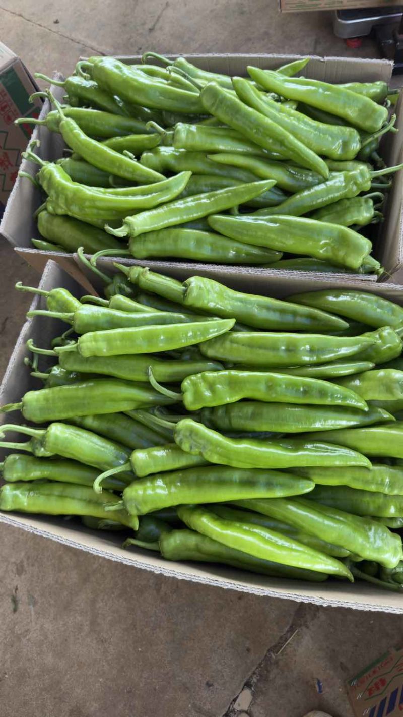 產地黄皮尖椒、牛角尖椒，大量供应，欢迎来电咨询！
