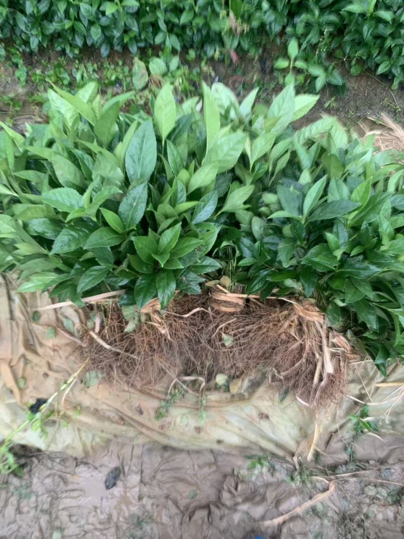 种苗草珊瑚