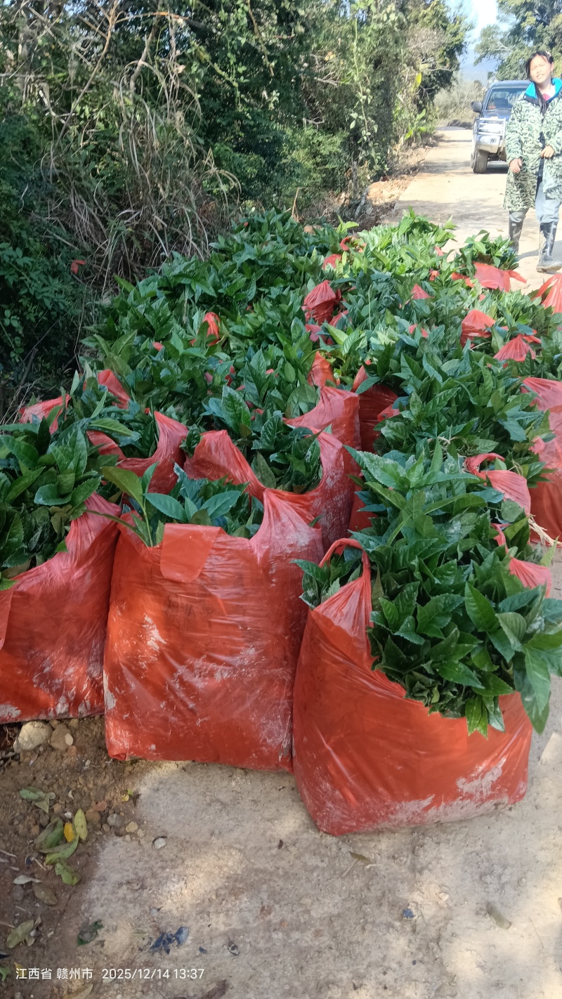 种苗草珊瑚