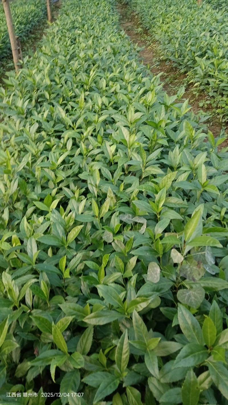 种苗草珊瑚