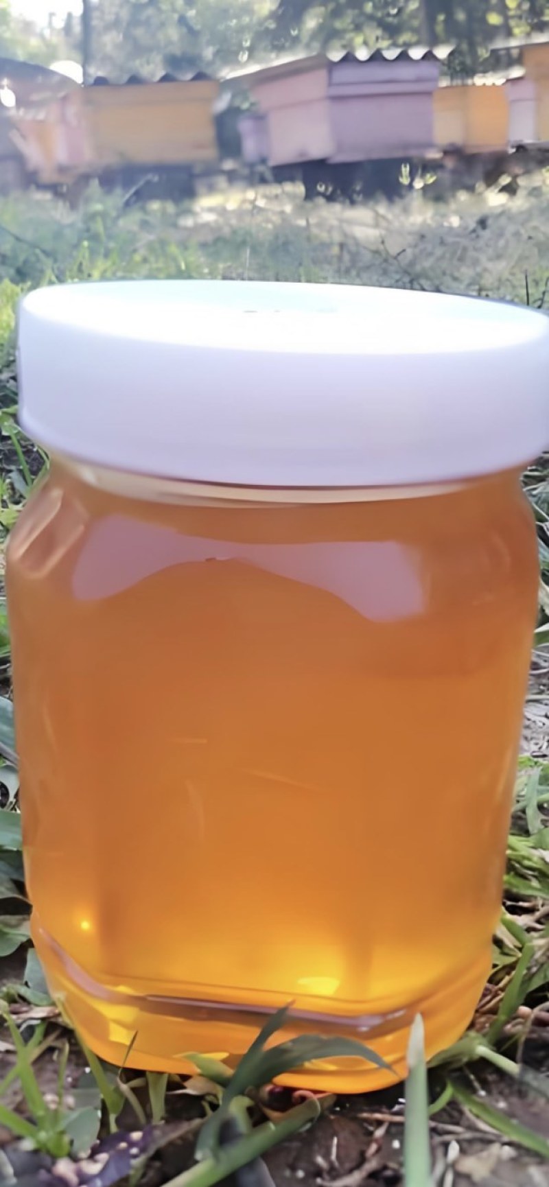 野生土蜂蜜，深山放养，原生态，每年取一次。