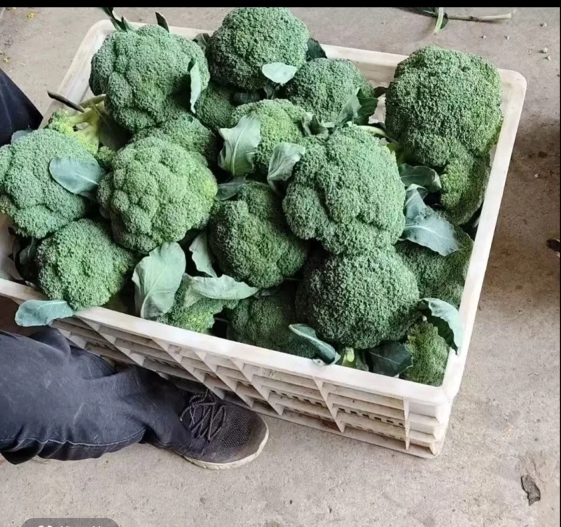 西蓝花