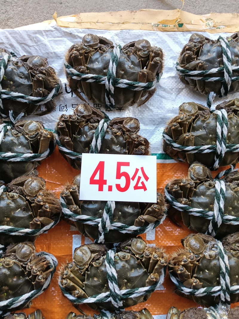 洪湖清水螃蟹