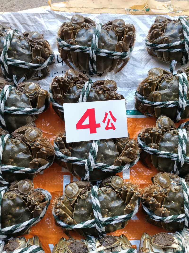 洪湖清水螃蟹
