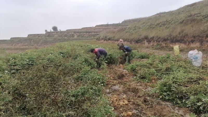 马铃薯之乡定西精品土豆