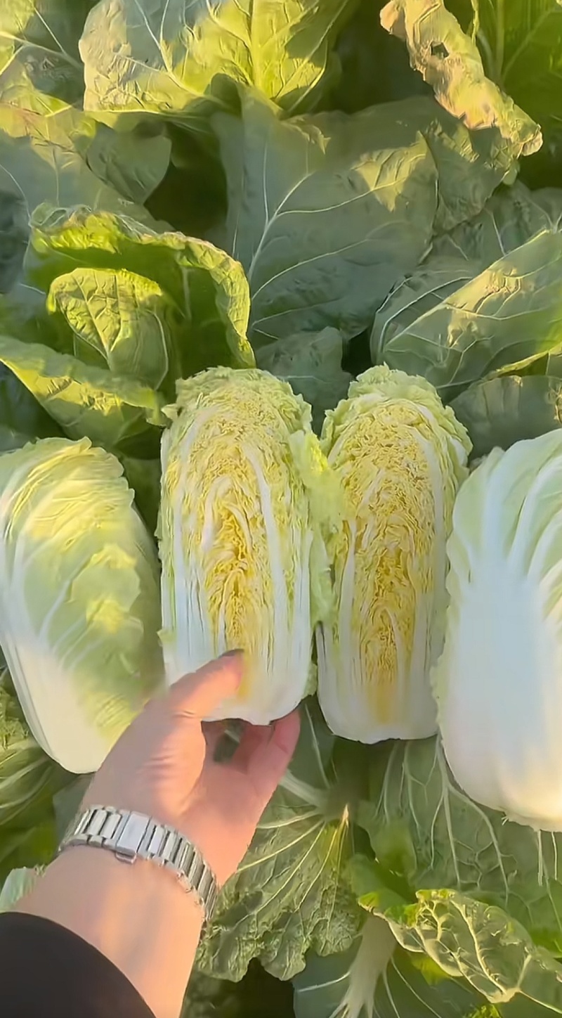 精品娃娃菜