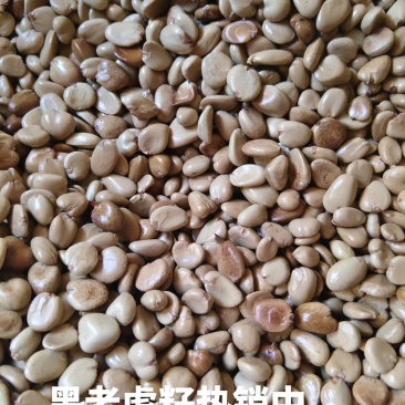黑老虎籽