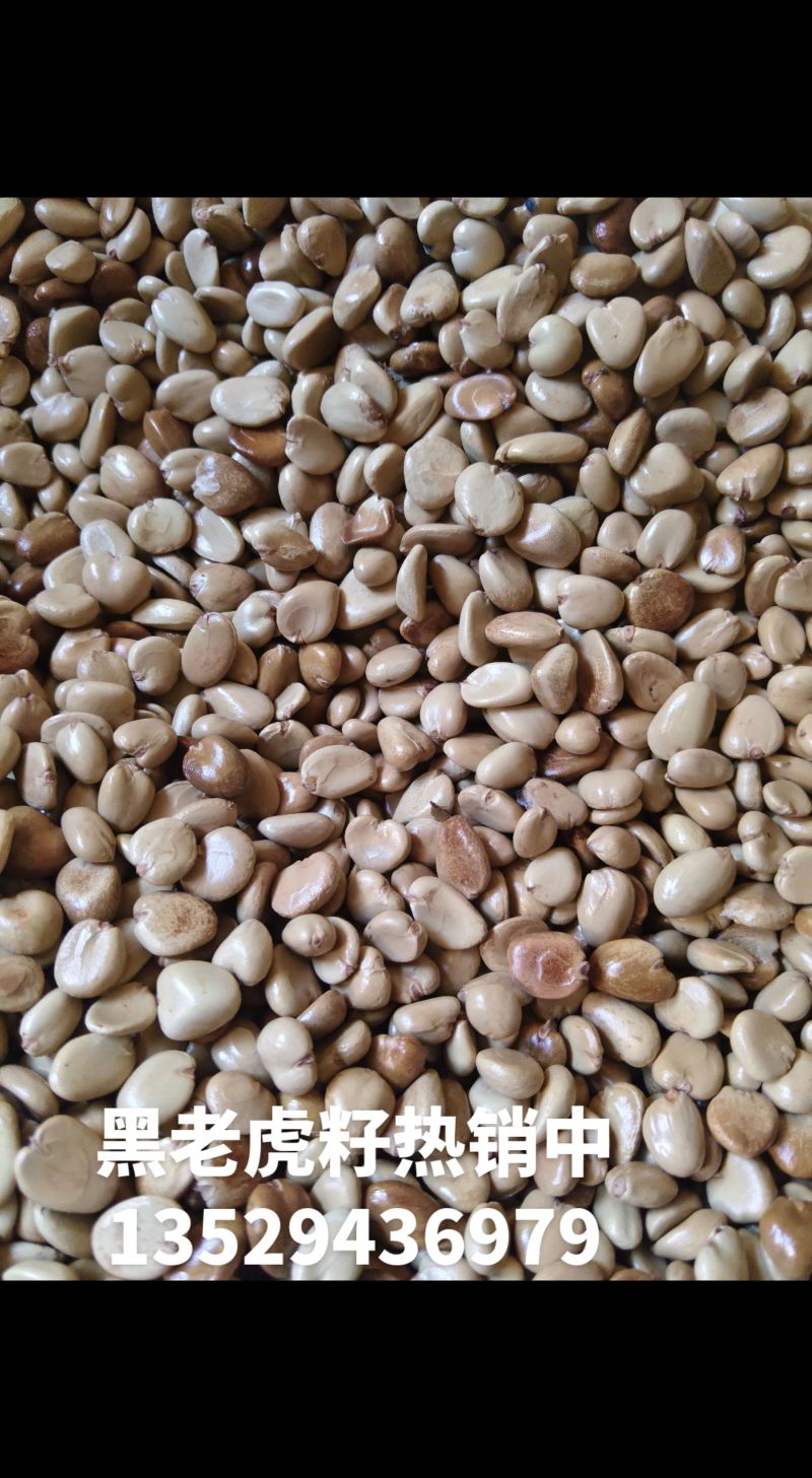 黑老虎籽