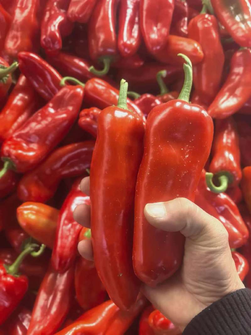 红泡椒