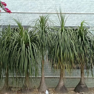 种植二十五年，根茎六十公分左右，株高一米七左右，看上的联系。