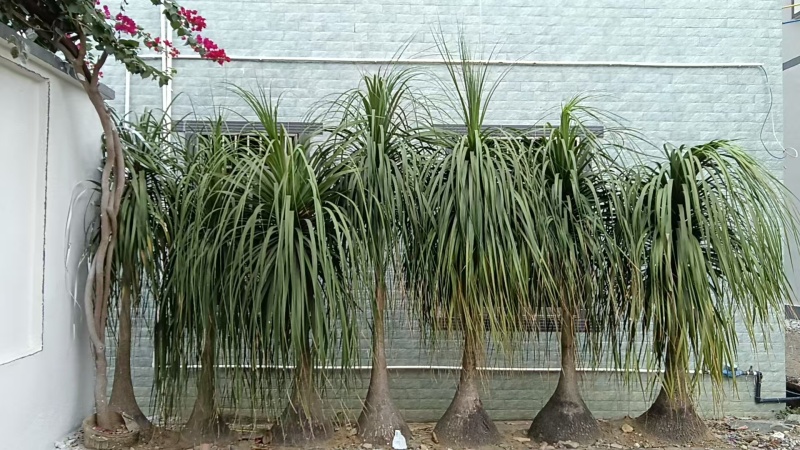 种植二十五年，根茎六十公分左右，株高一米七左右，看上的联系。