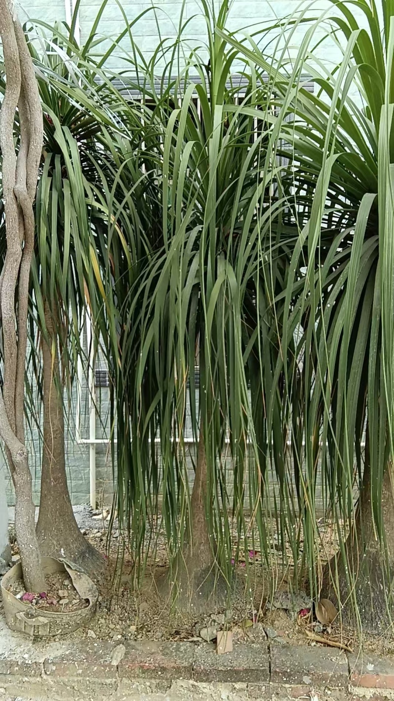 种植二十五年，根茎六十公分左右，株高一米七左右，看上的联系。