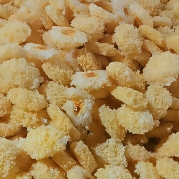 福建古田食用菌