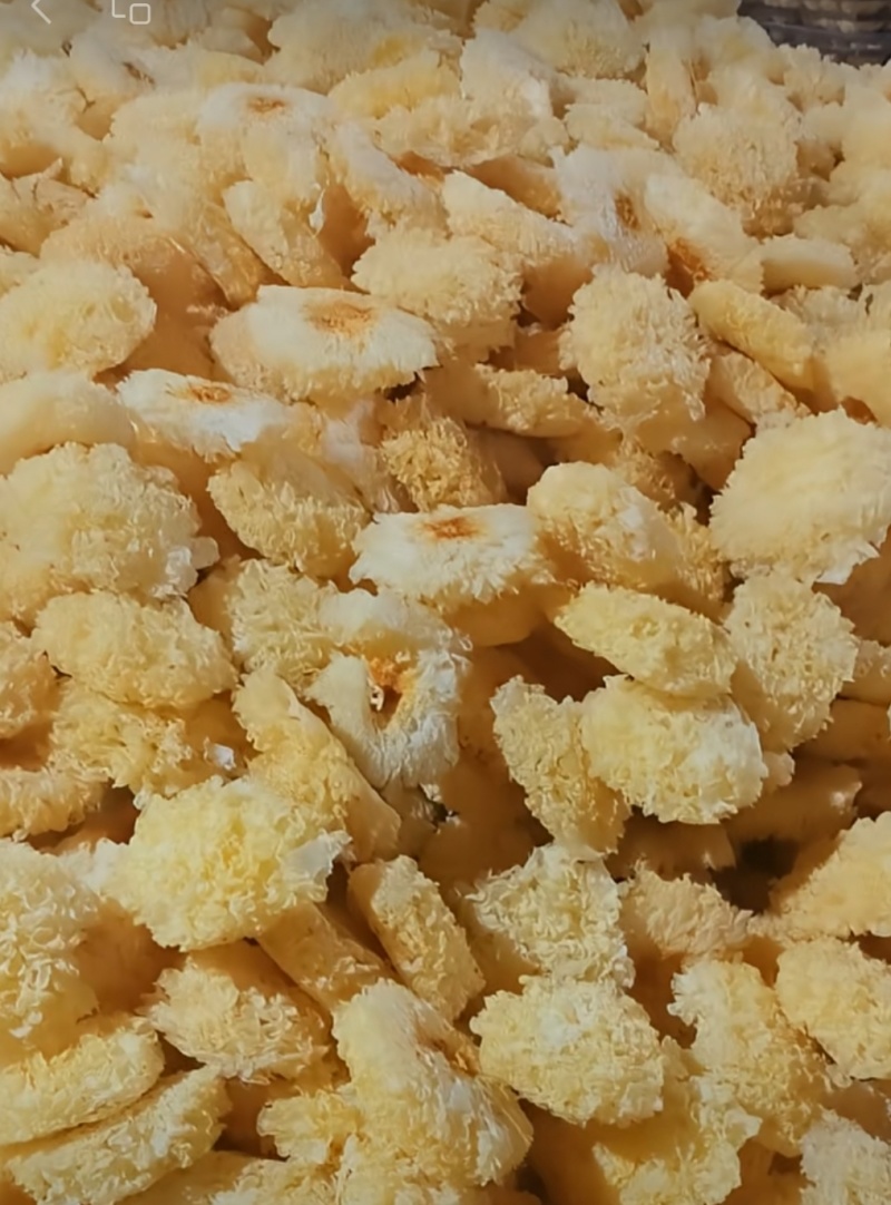 福建古田食用菌