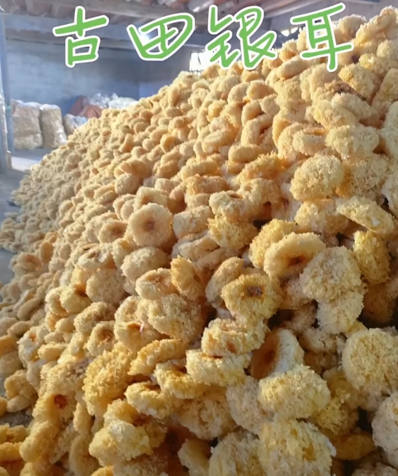 福建古田食用菌