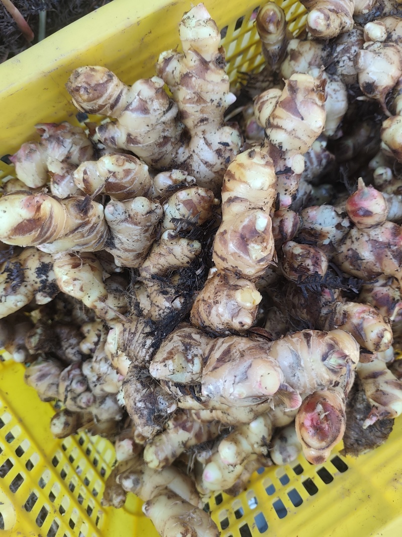 精品肉姜
