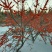 阿尔山市，大粒沙棘果***********