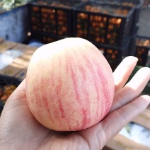 洛川苹果